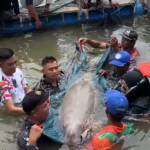 dugong Ketapang, penyelamatan dugong, dugong terjebak jaring, Pokdarwis Ketapang, dugong Pulau Cempedak, spesies dilindungi Kalbar