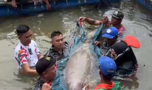 dugong Ketapang, penyelamatan dugong, dugong terjebak jaring, Pokdarwis Ketapang, dugong Pulau Cempedak, spesies dilindungi Kalbar