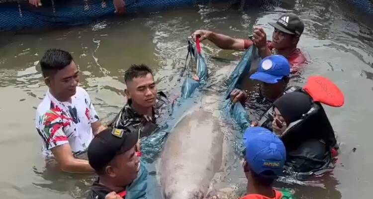 dugong Ketapang, penyelamatan dugong, dugong terjebak jaring, Pokdarwis Ketapang, dugong Pulau Cempedak, spesies dilindungi Kalbar