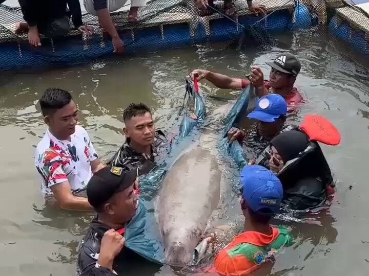 dugong Ketapang, penyelamatan dugong, dugong terjebak jaring, Pokdarwis Ketapang, dugong Pulau Cempedak, spesies dilindungi Kalbar